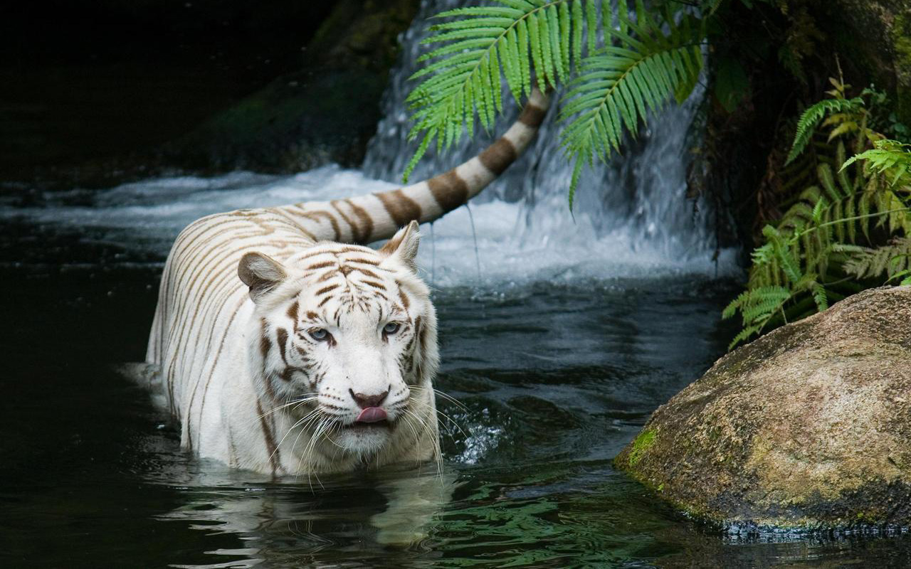 White Tiger Beautiful5568019739